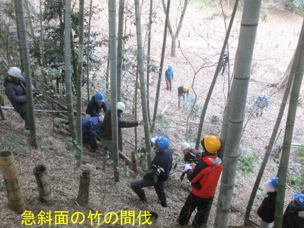 竹間伐文字入り